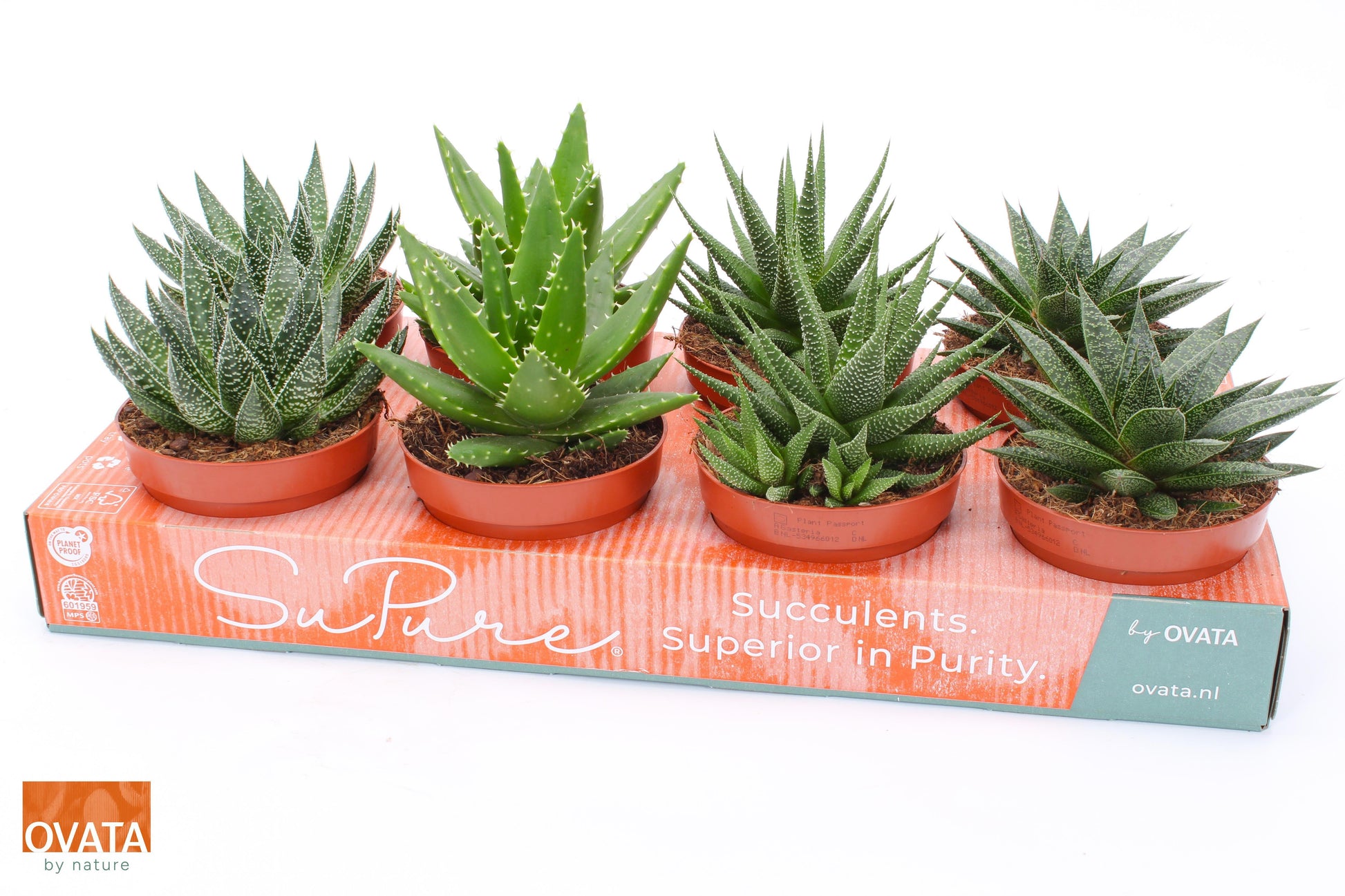 Succulent mix 13cm 12cm Pot
