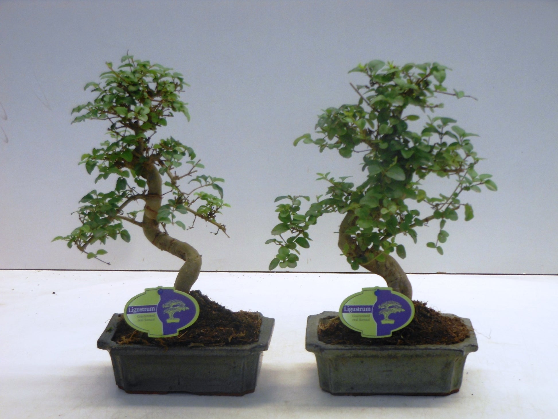 Bonsai Ligustrum 35cm 20cm Pot