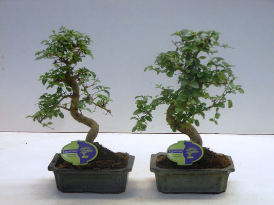 Bonsai Ligustrum 35cm 20cm Pot
