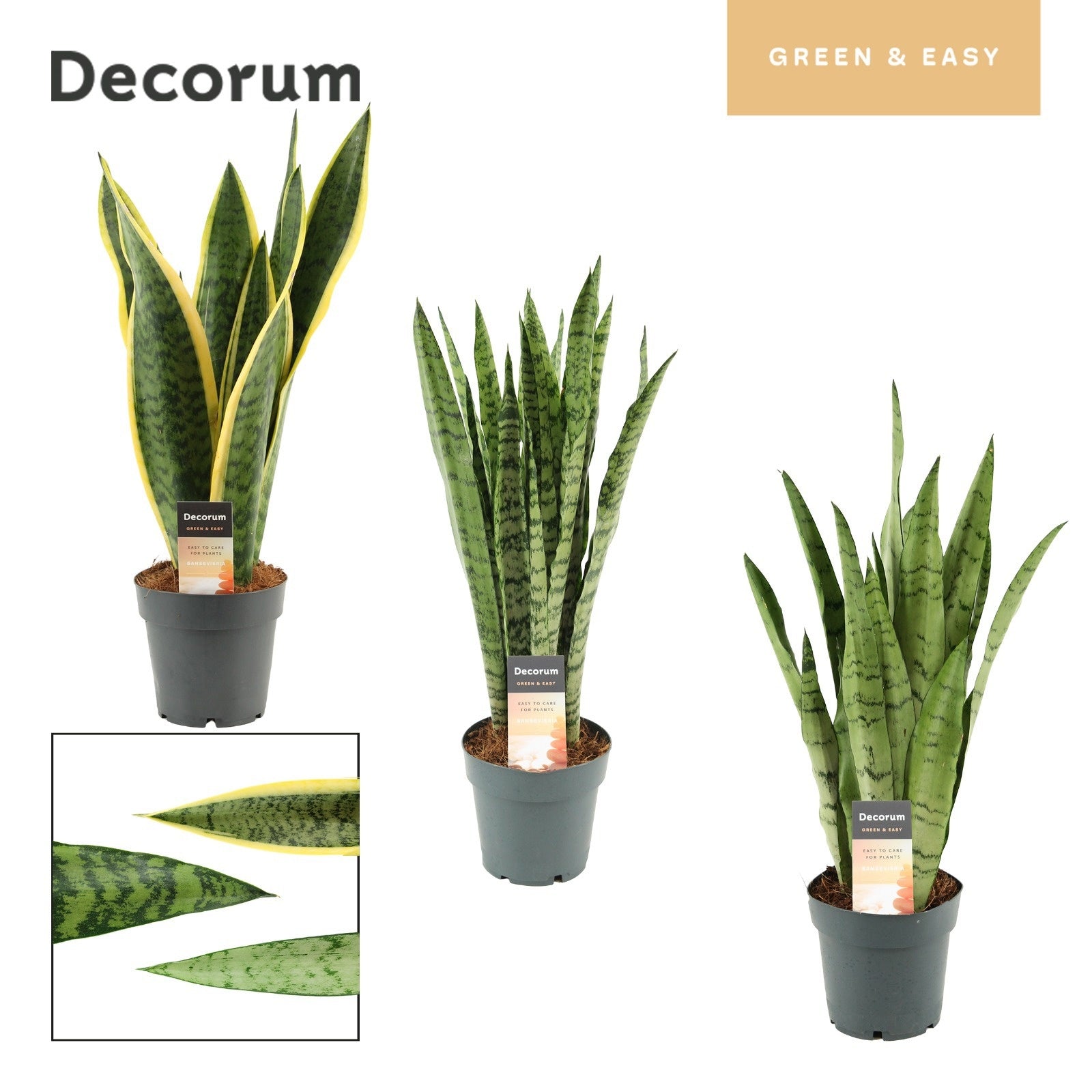 Sansevieria trifasciata 57cm 14cm Pot