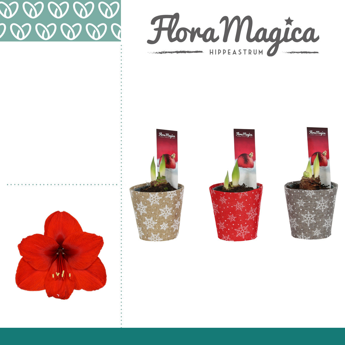 Hippeastrum 25cm 12cm Pot