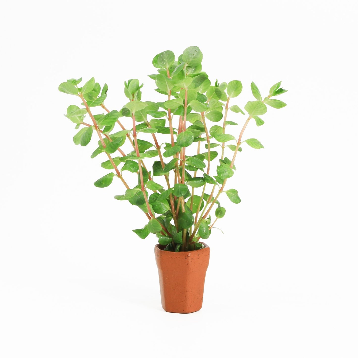 Waterplkw R. Moerings Rotala rotundifolia Pack of 10