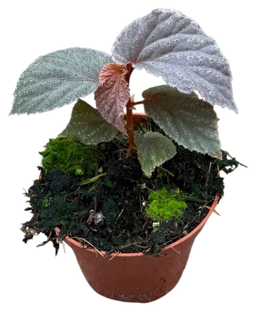 Begonia Cottage Bright Red 12cm 8cm Pot