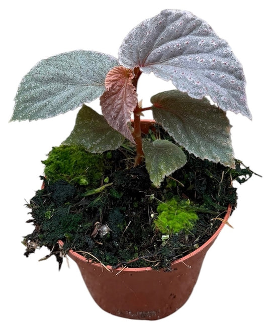 Begonia Cottage Bright Red 12cm 8cm Pot