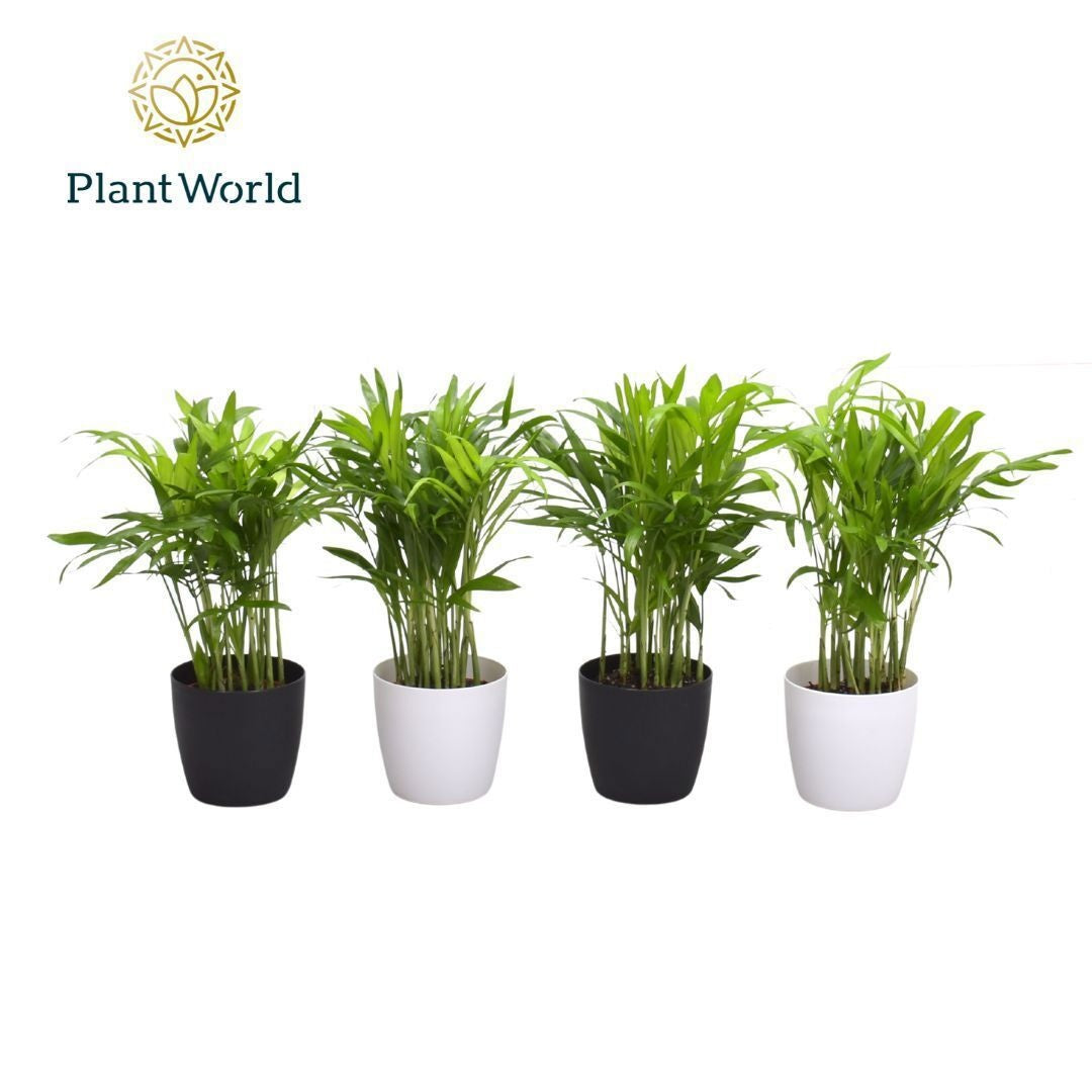 Chamaedorea elegans 25cm 7cm Pot