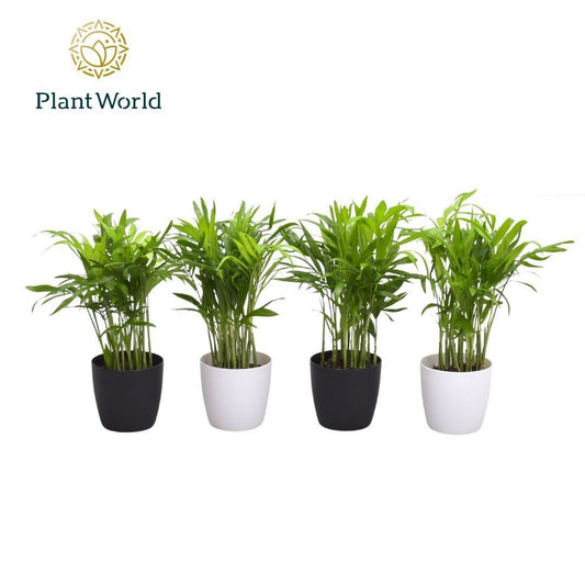 Chamaedorea elegans 25cm 7cm Pot