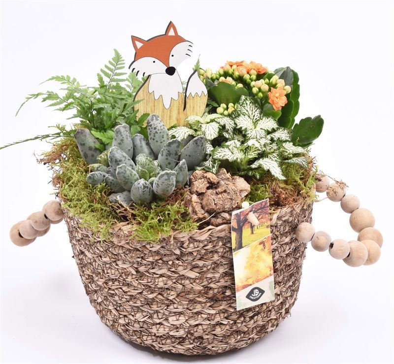 Indoor arrangement 20cm Pot