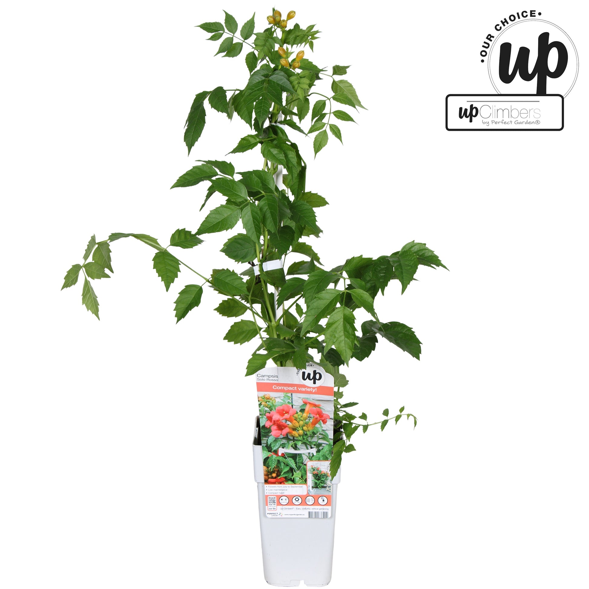 Campsis tag. Solo rosso 65cm 15cm Pot