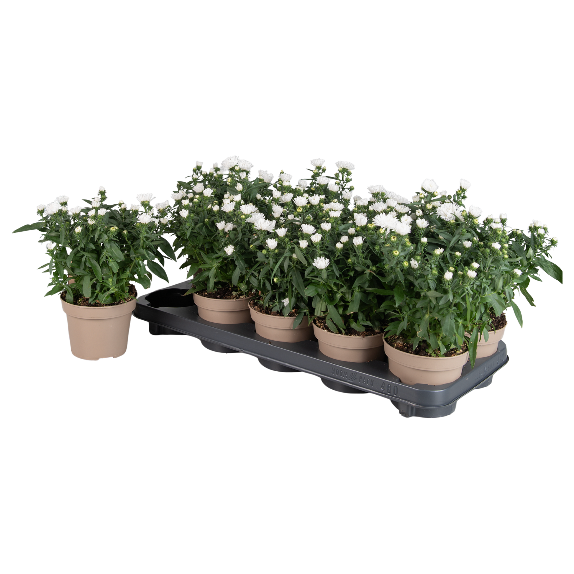 Aster nb. Showmakers Snow White 28cm 12cm Pot