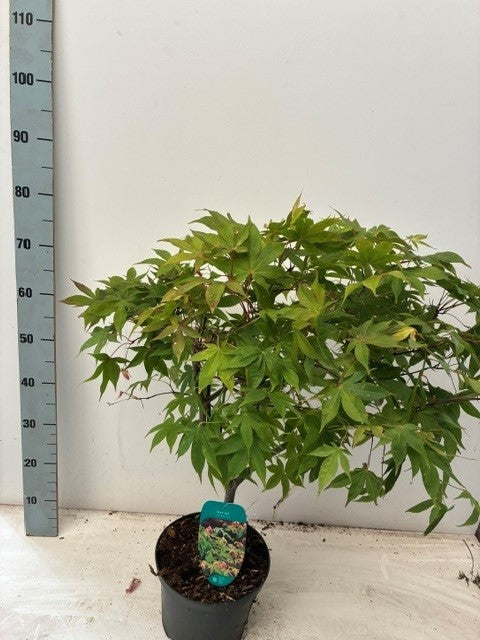 Acer Osakazuki 40cm 23cm Pot