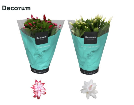 Schlumbergera mix 27cm 13cm Pot