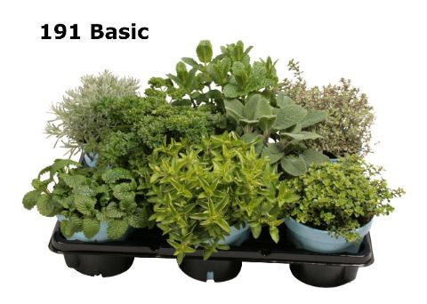 Garden Herbs mix 15cm 12cm Pot