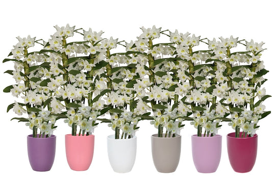 Dendrobium Apollon 50cm 12cm Pot