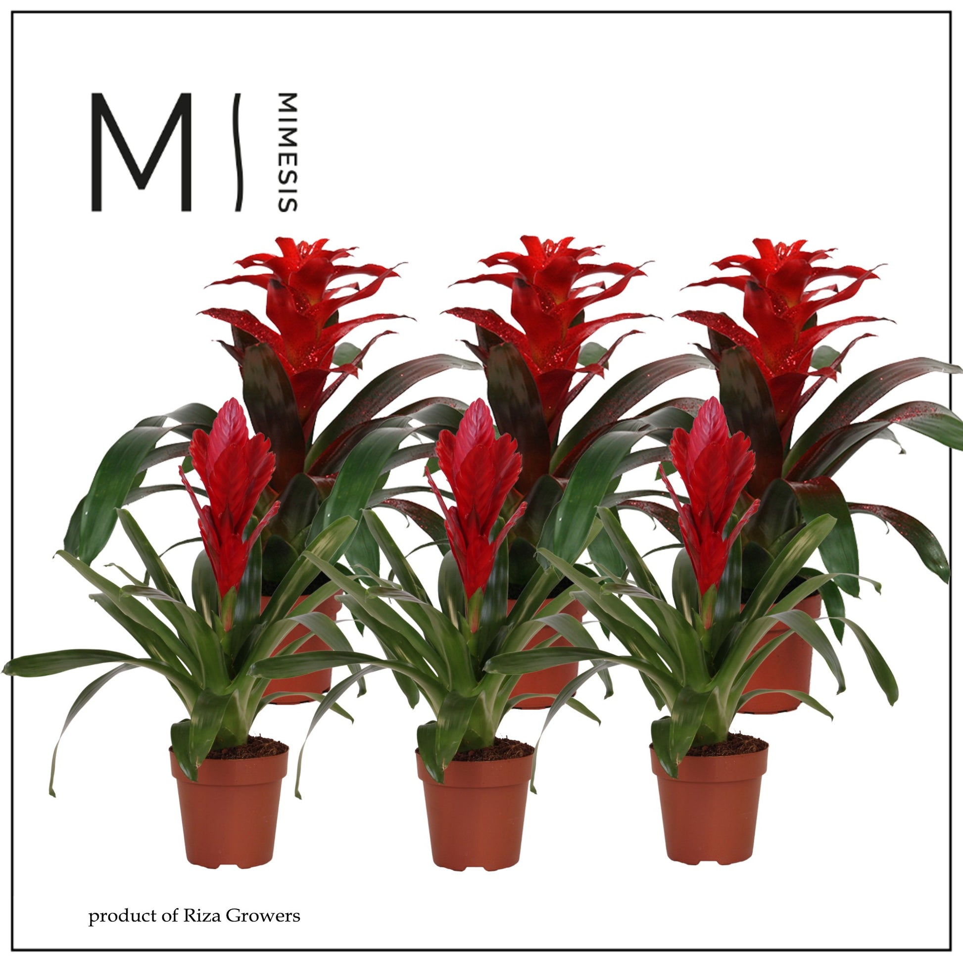 Bromelia mix red 45cm 12cm Pot