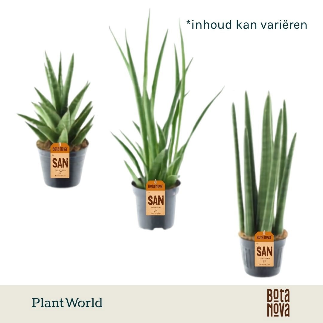 Sansevieria cylindrica 10cm 10.5cm Pot