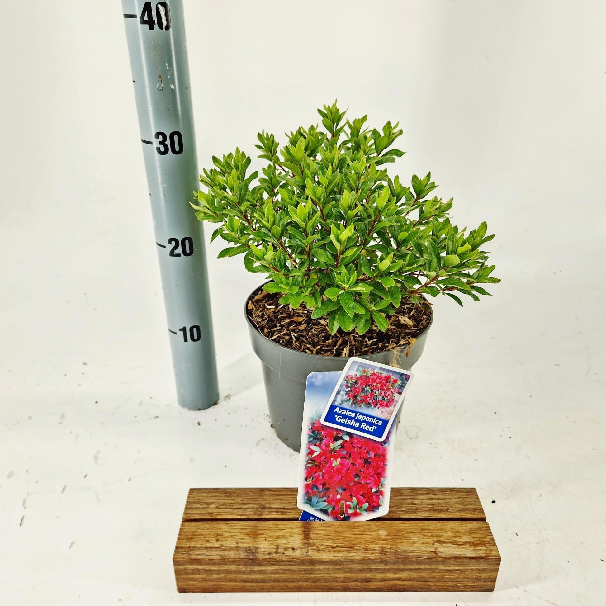 Rhododendron Geisha Red 30cm 19cm Pot