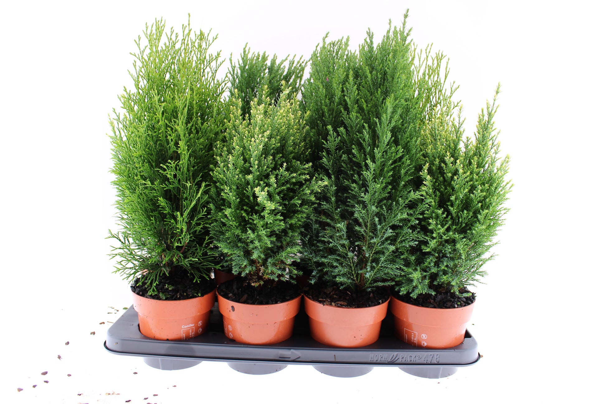Conifer mix 45cm 13cm Pot