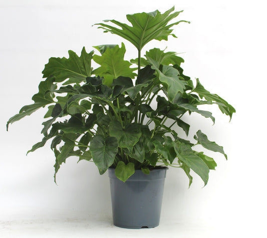 Philodendron scandens 85cm 21cm Pot