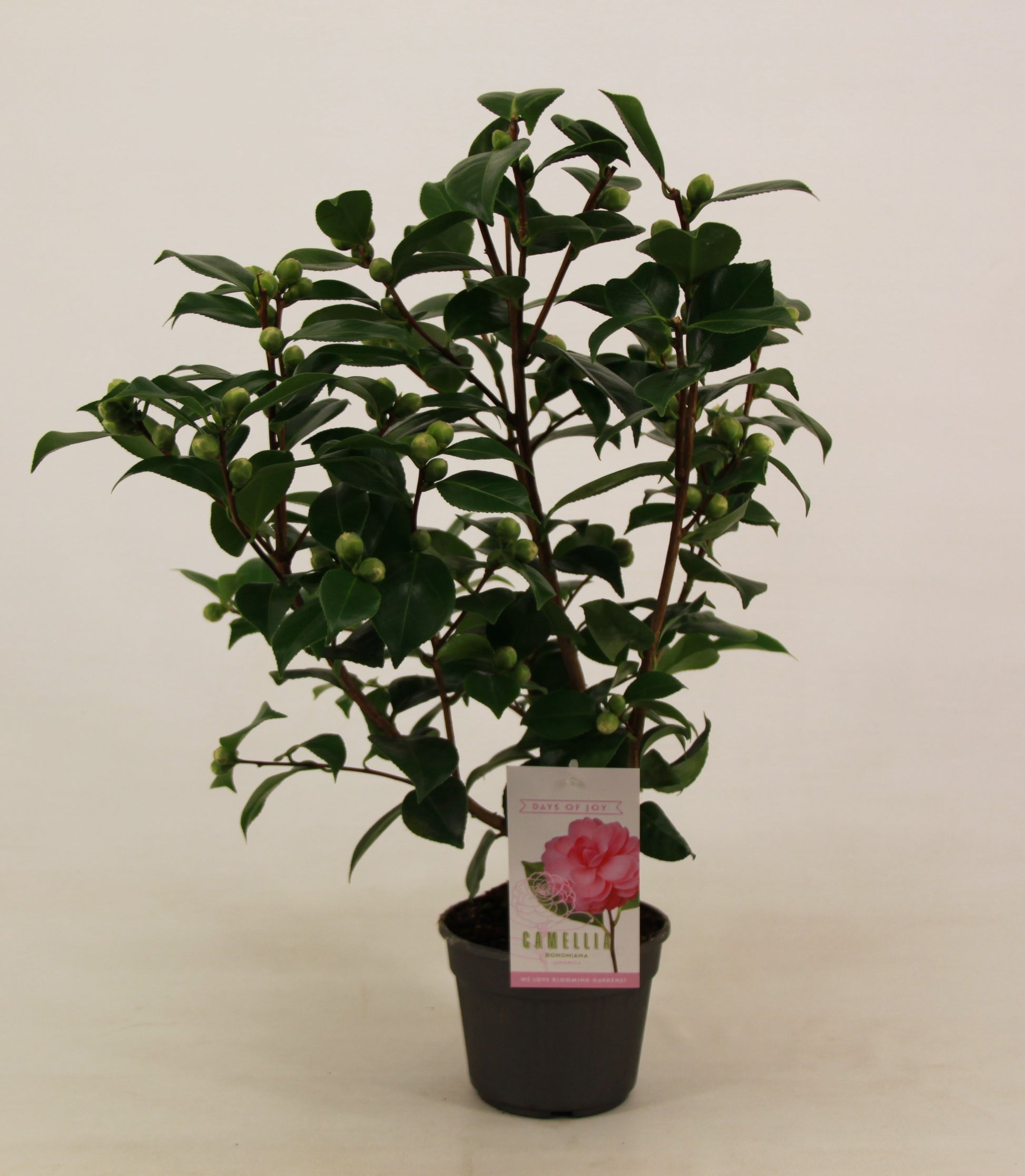Valk BV Patioplant Camellia japonica Pack of 6