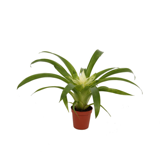 Guzmania Evelien 20cm 7cm Pot