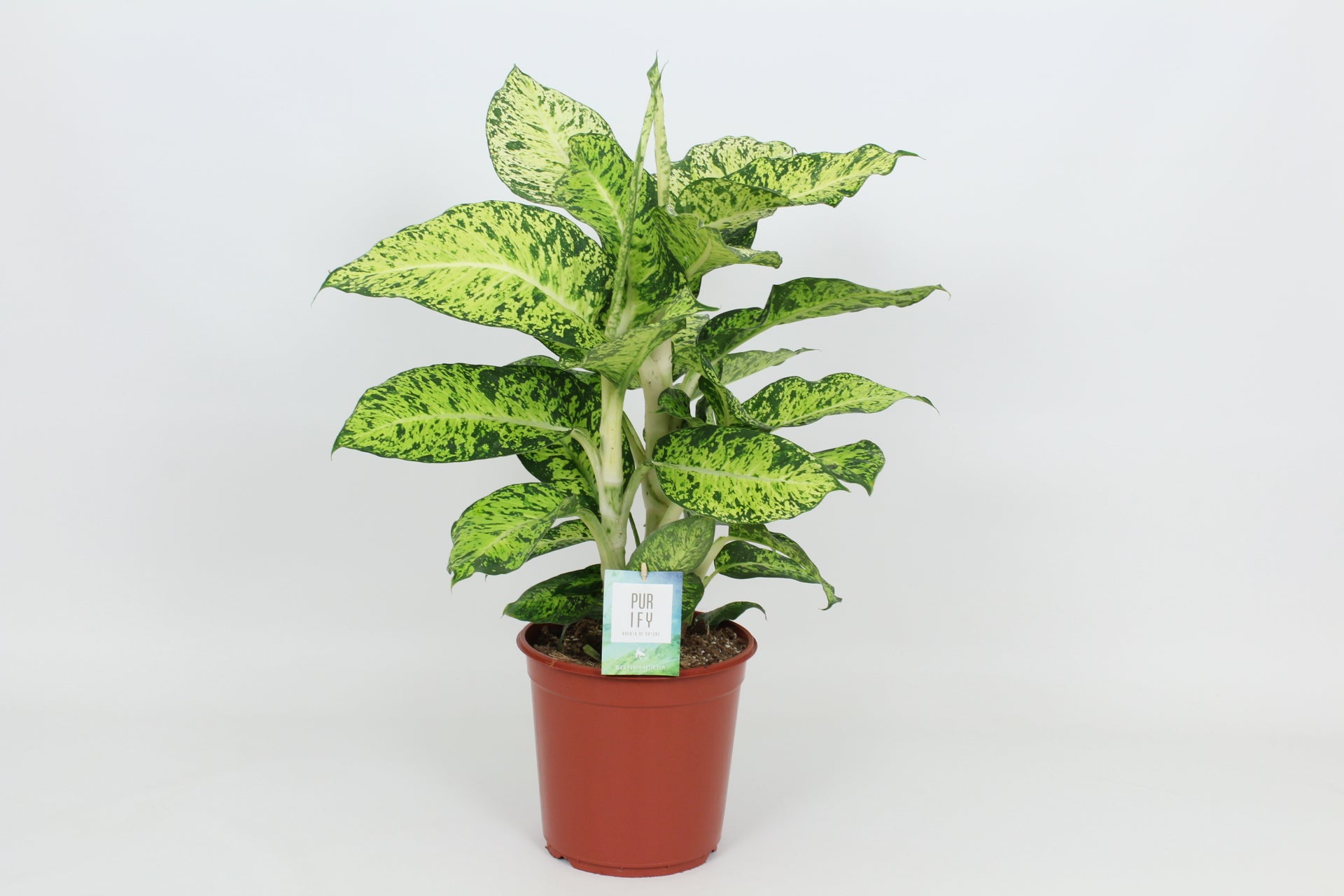 Elstgeest Potplanten Dieffenbachia Cool Tigris Pack of 1