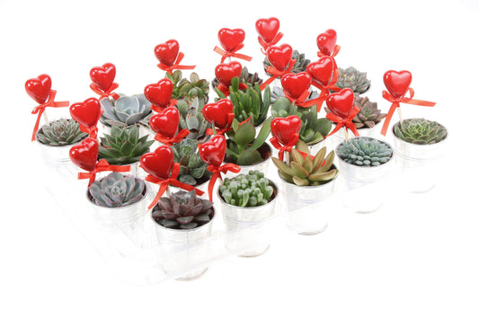 Zink succulent+hartje 9cm 7cm Pot