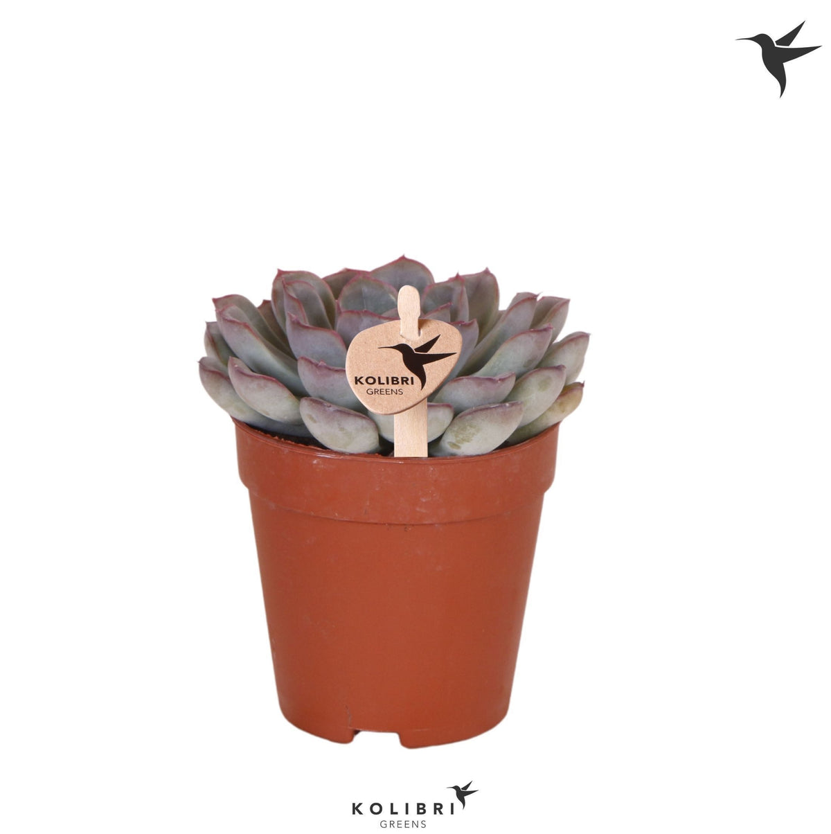 Echeveria Hybrid 11cm 9cm Pot