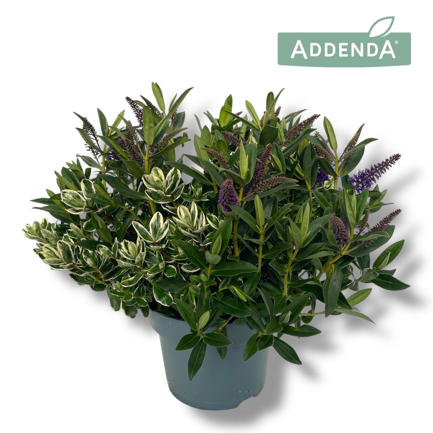 Hebe Addenda mix 45cm 23cm Pot