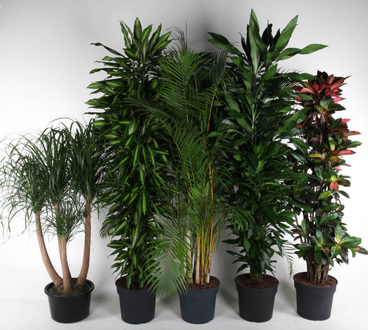 Foliage houseplants mix 180cm 40cm Pot