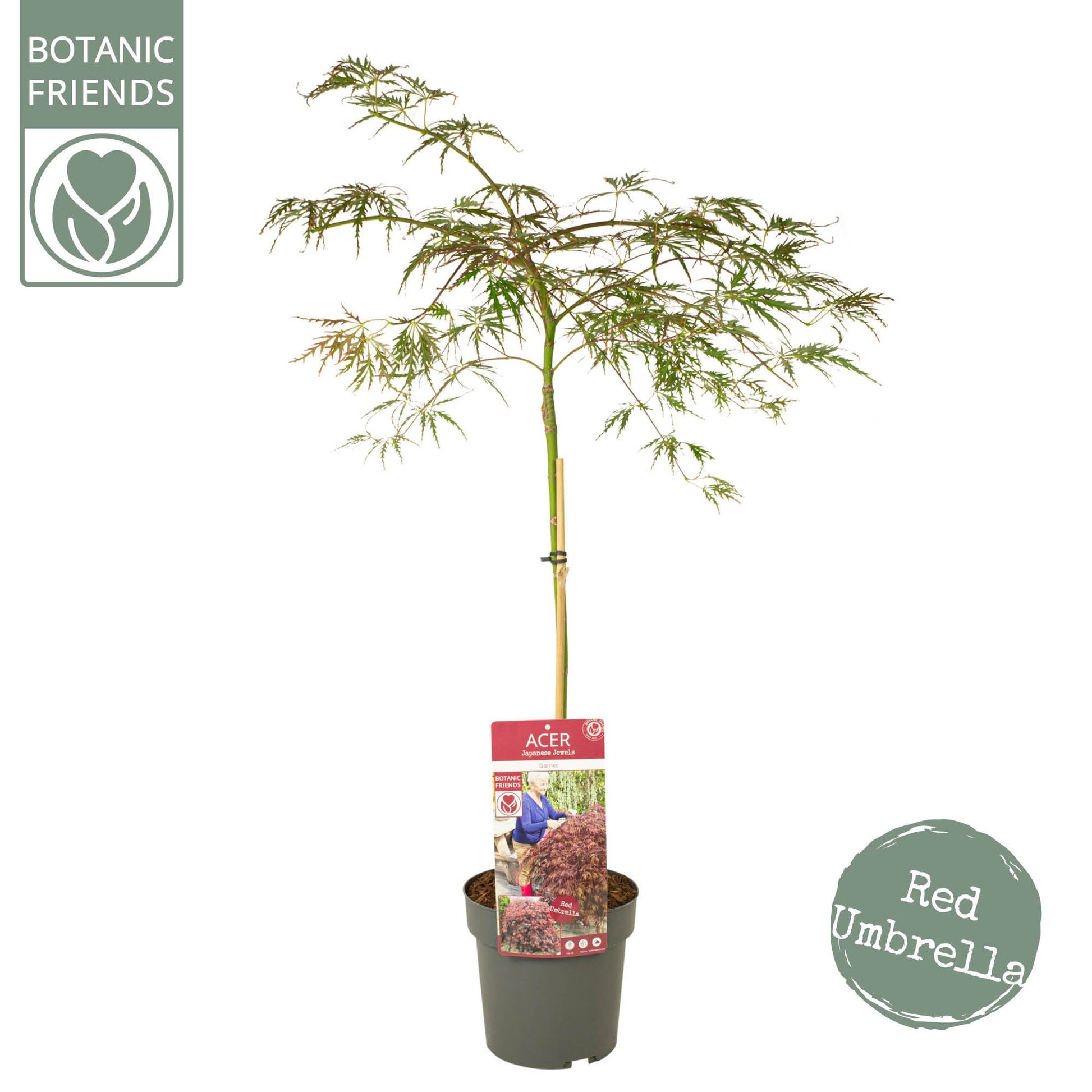 Acer Garnet 100cm 19cm Pot