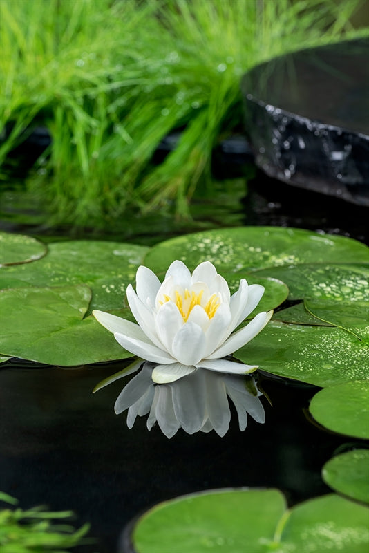 Waterplkw R. Moerings Nymphaea Gladstoniana Pack of 6