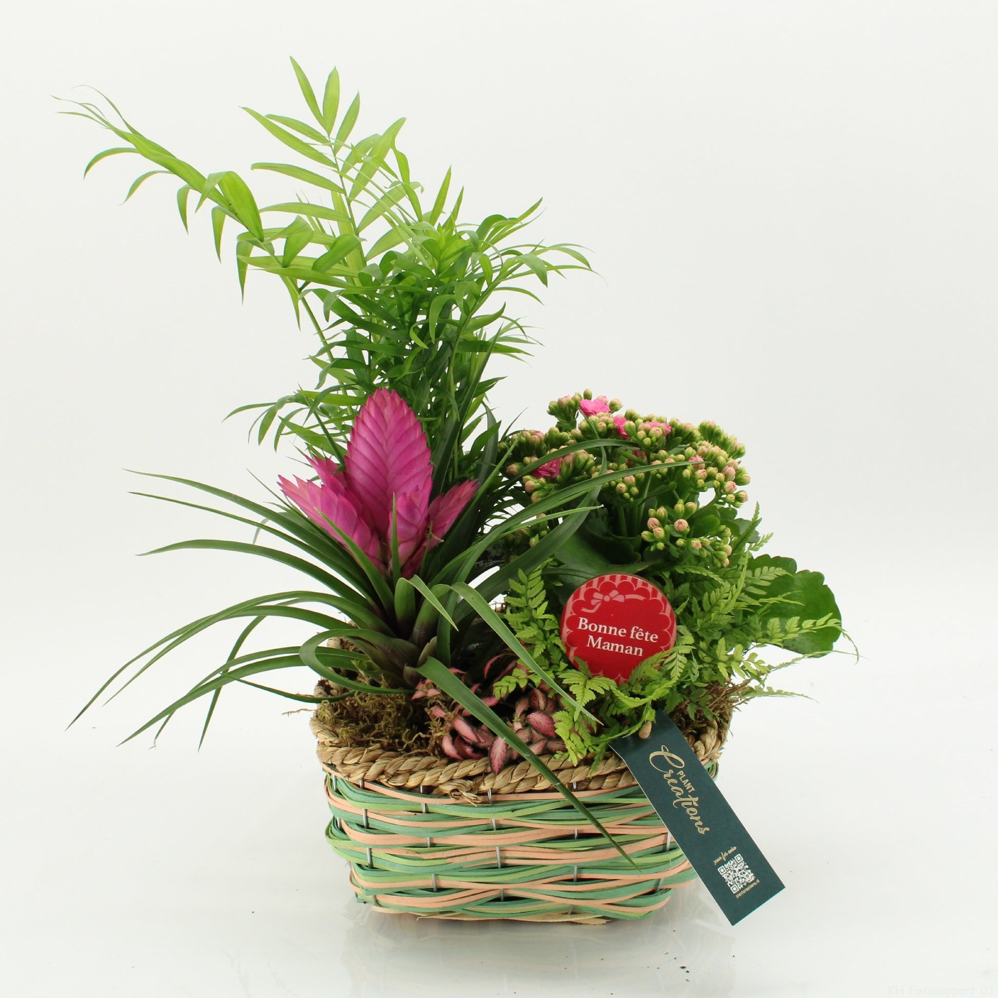 Indoor flowering arrangement 45cm 21cm Pot