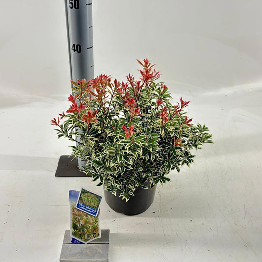 Pieris hybrid mix 25cm 19cm Pot