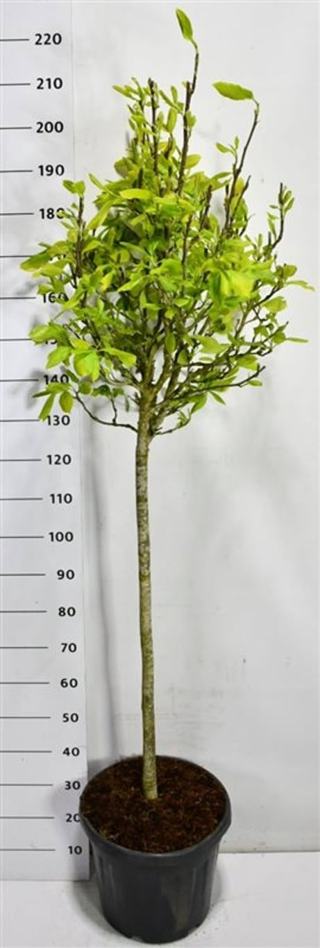 Magnolia soulangeana 200cm 40cm Pot