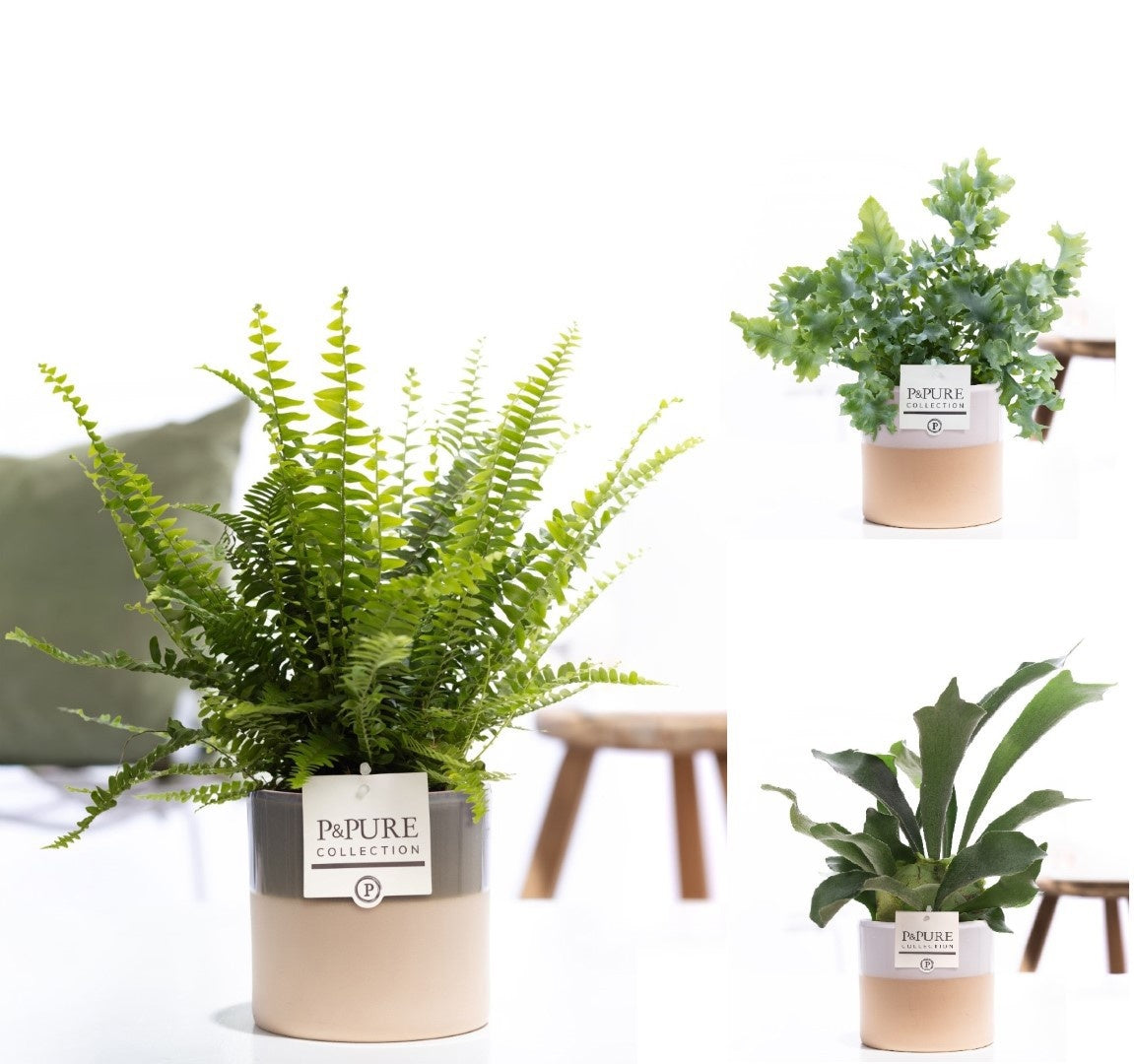 Ferns mix 35cm 12cm Pot