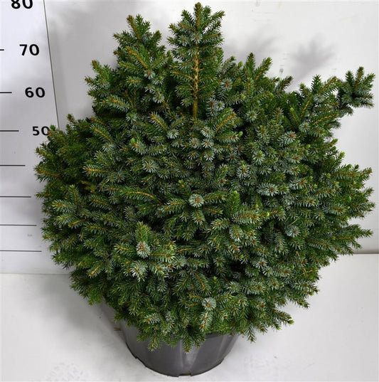 Picea omorika Nana 90cm 40cm Pot