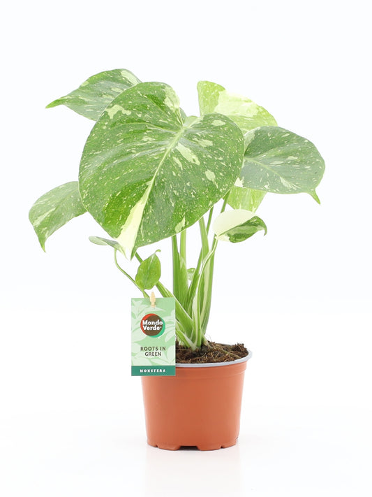 Monstera Thai Constellation 40cm 12cm Pot