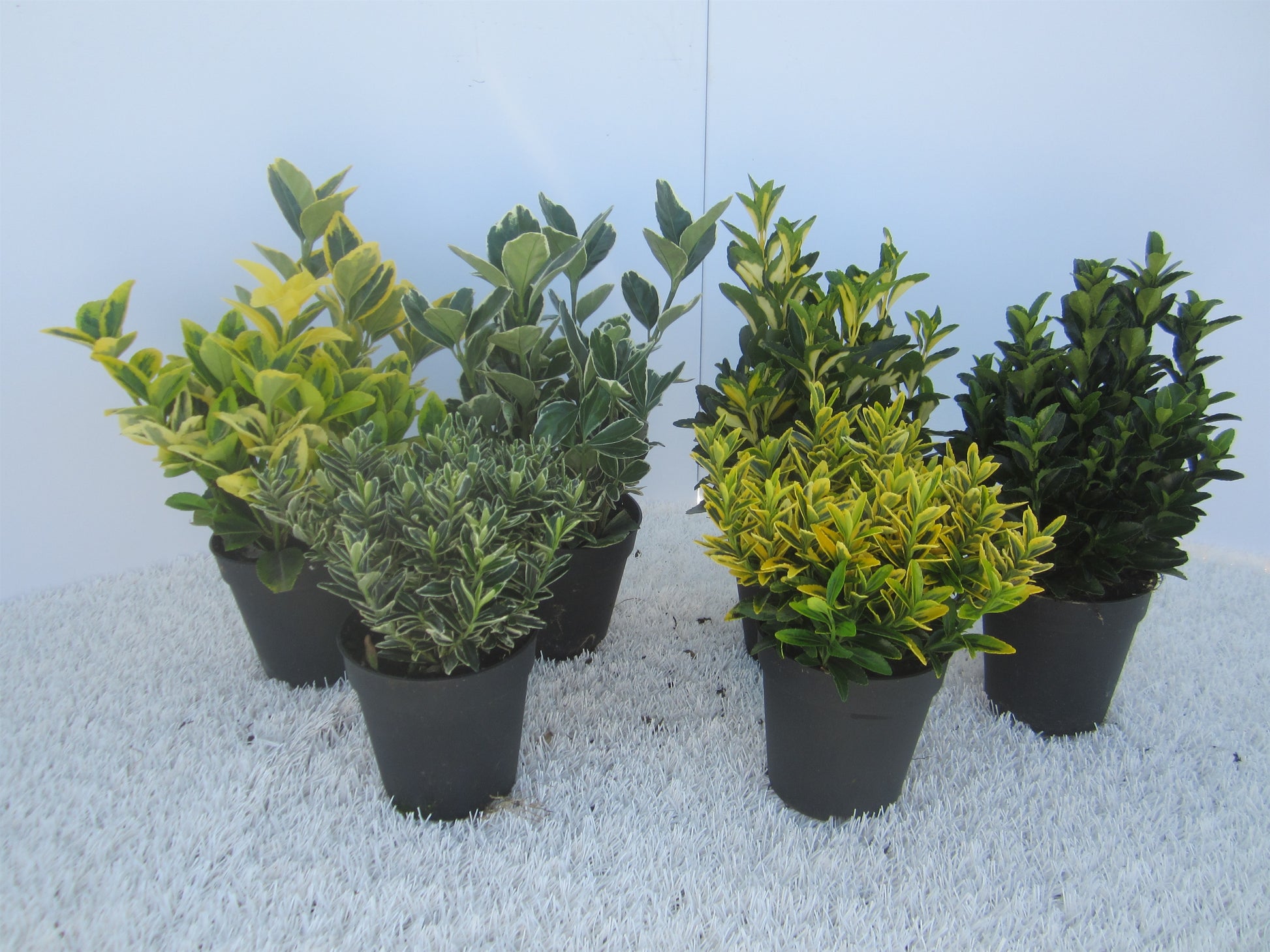 Vandaflowers BVBA Euonymus japonicus mix Pack of 18