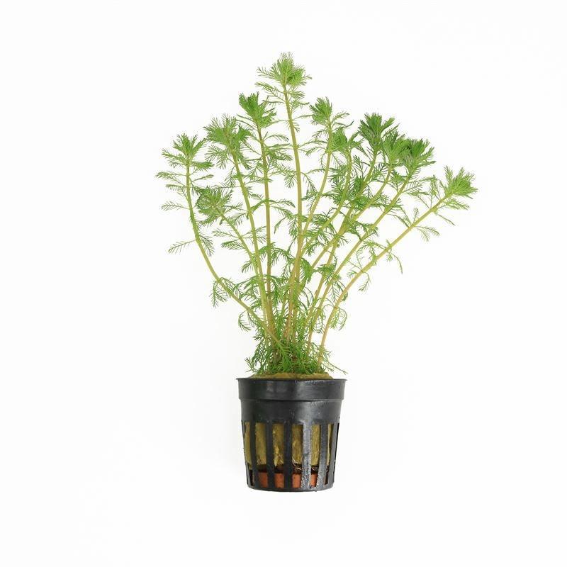 Waterplkw R. Moerings Myriophyllum red stem ( 25x25 ) Pack of 6