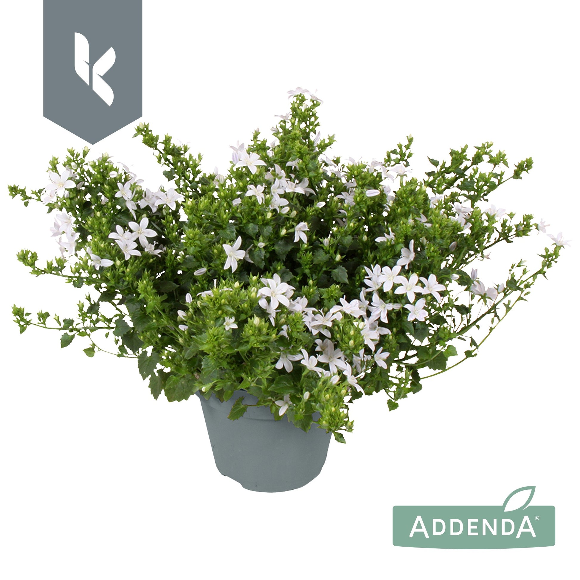 Campanula Adansa white 25cm 15cm Pot