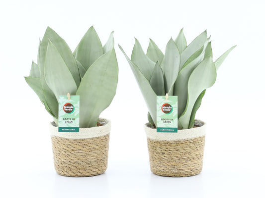 Sansevieria Moonshine 35cm 14cm Pot