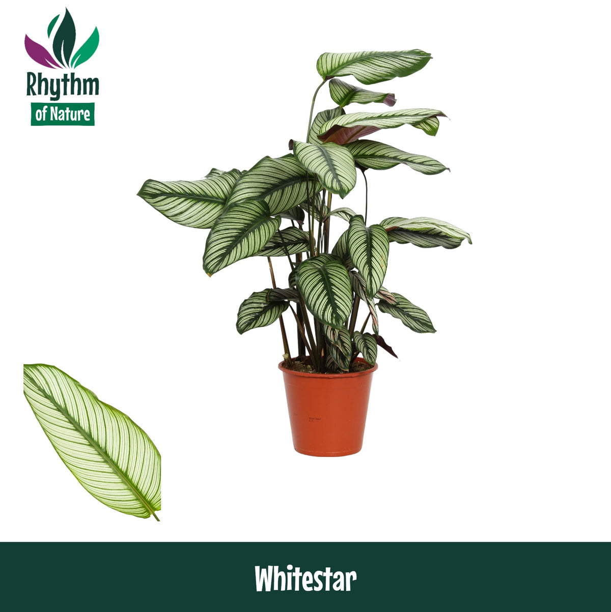 Calathea Whitestar 80cm 19cm Pot