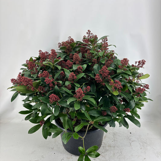Skimmia japonica Maxima 60cm 41cm Pot