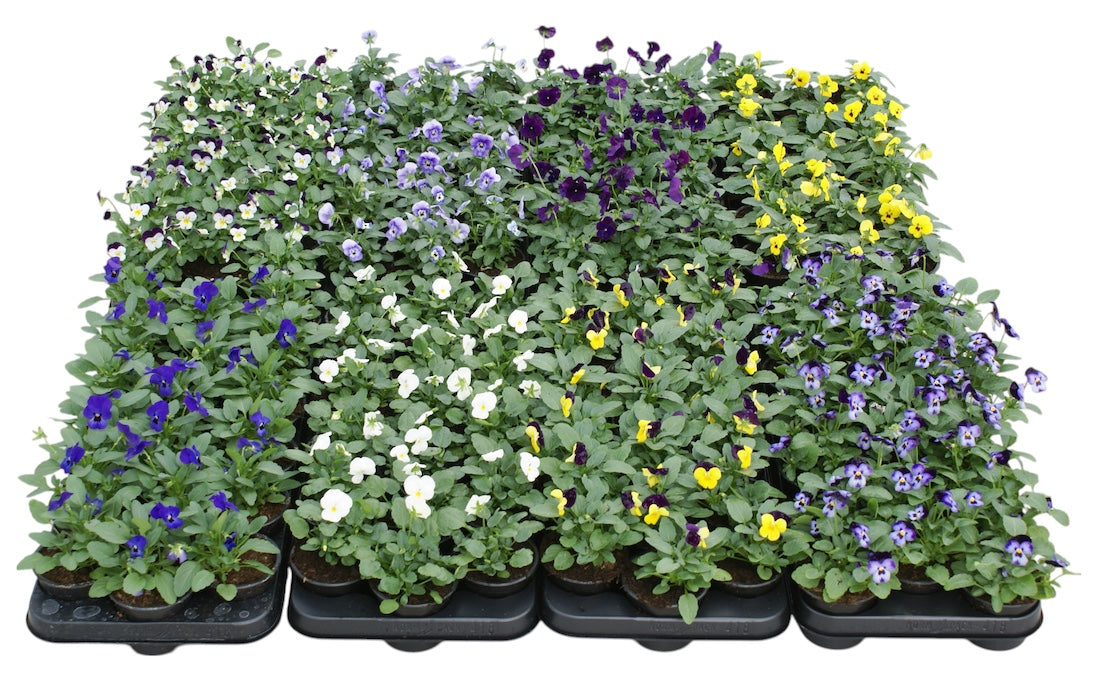 Viola cornuta mix 12cm 9cm Pot