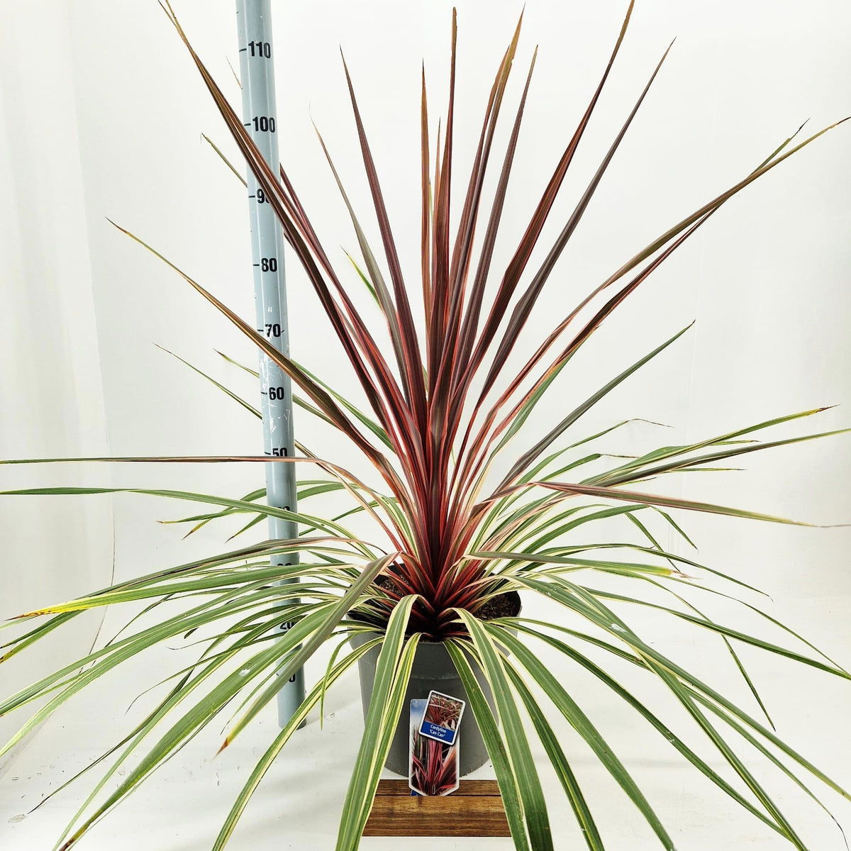 Cordyline 100cm 32cm Pot