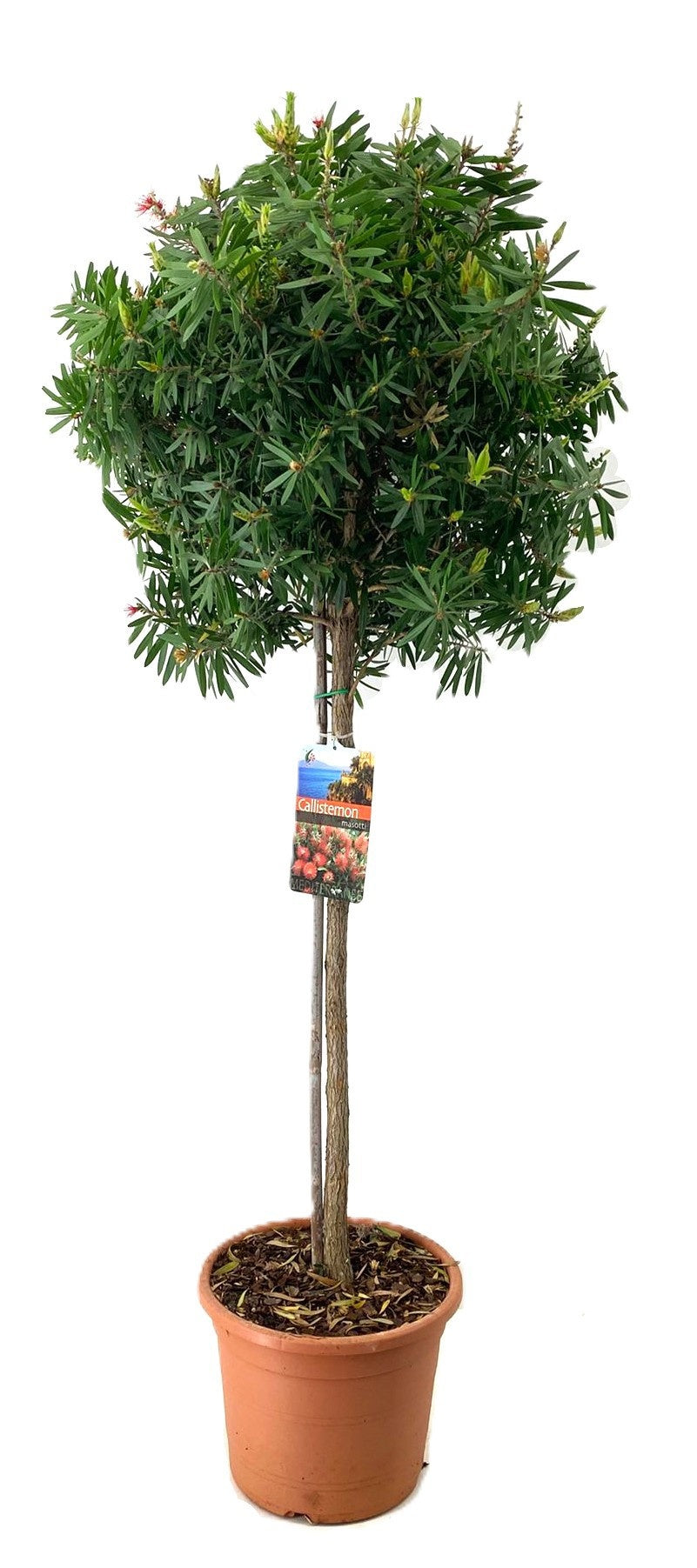 Callistemon citr. Splendens 120cm 26cm Pot