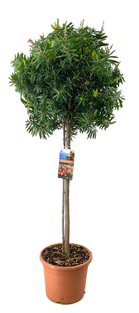 Callistemon citr. Splendens 120cm 26cm Pot