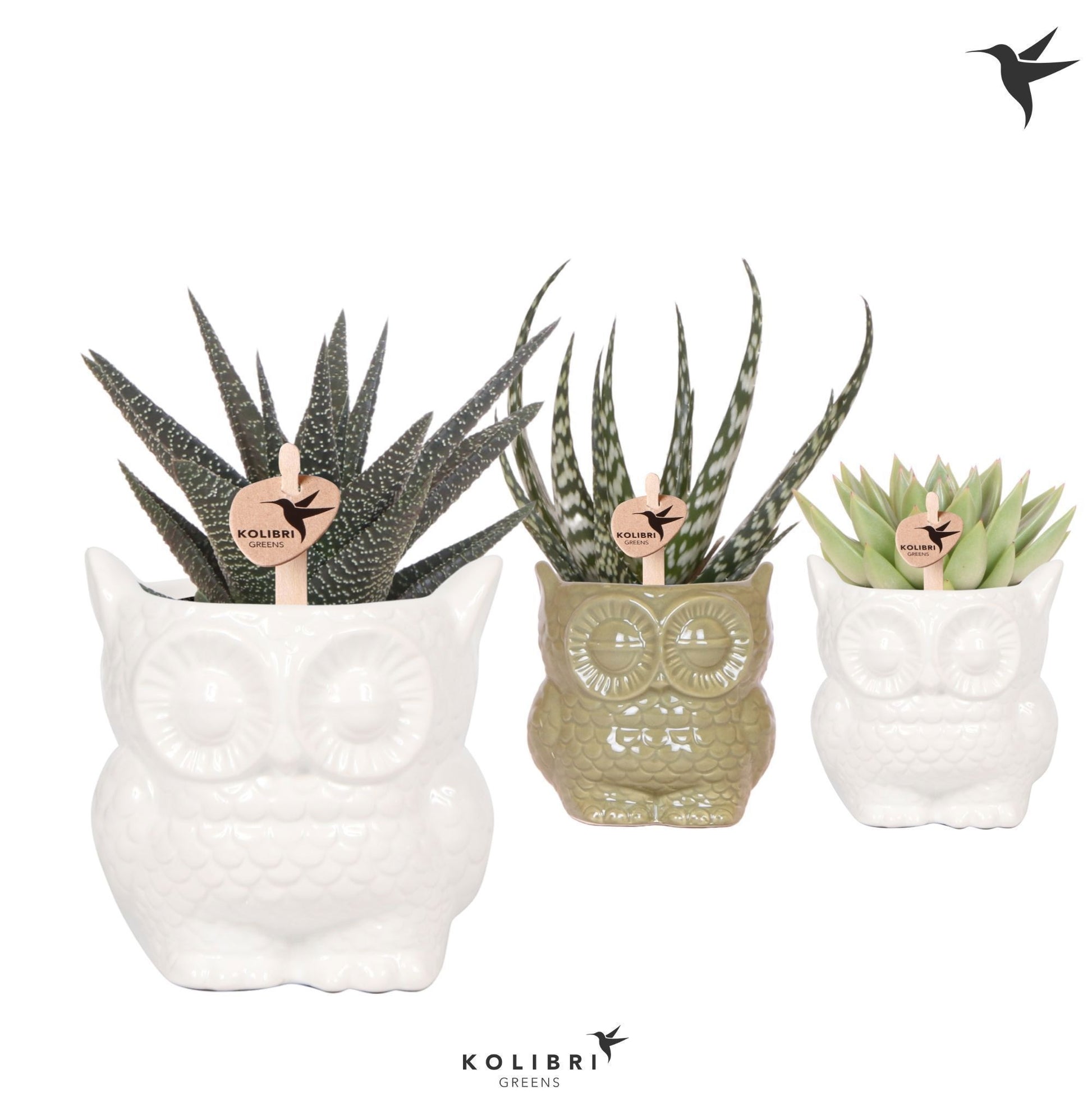 Succulenten mix (+ drp.Owl mix) 20cm 9cm Pot