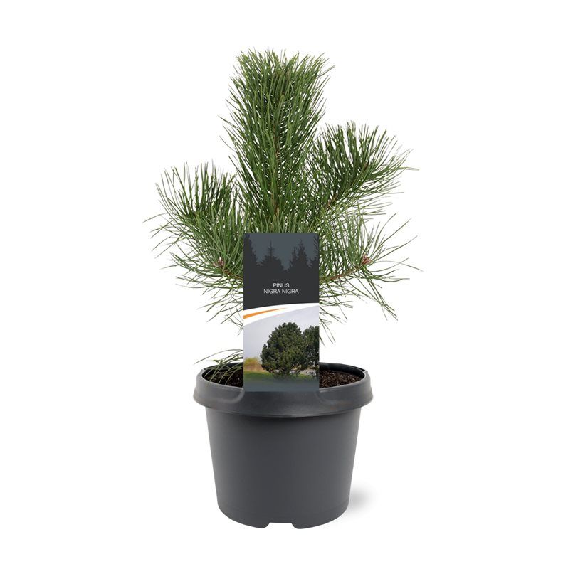 Pinus nigra subsp Nigra 45cm 19cm Pot
