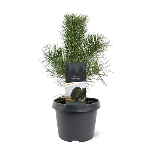 Pinus nigra subsp Nigra 45cm 19cm Pot